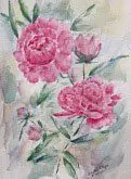 Peonies