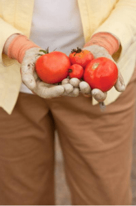 A senior woman wearing gardening gloves, holding a pile of red tomatoes.